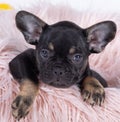 Cute french bulldog small puppy